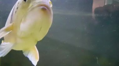 Güzel Orinoco Peacock bas veya Cichla Ocellaris, kelebek tavus kuşu bas Güney Amerika'dan cichlid çok büyük bir türüdür