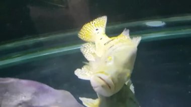 Güzel Orinoco Peacock bas veya Cichla Ocellaris, kelebek tavus kuşu bas Güney Amerika'dan cichlid çok büyük bir türüdür