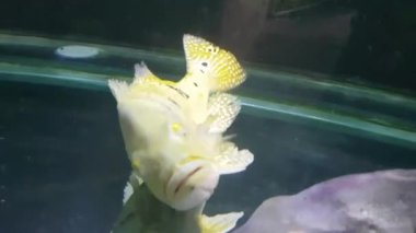 Güzel Orinoco Peacock bas veya Cichla Ocellaris, kelebek tavus kuşu bas Güney Amerika'dan cichlid çok büyük bir türüdür