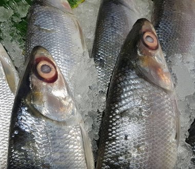 Bangus süt balığı ıslak pazarda taze buzun üzerinde yatıyor. Yaygın, lezzetli ve ulusal bir çiğ balıktır.