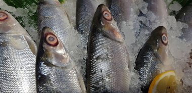 Bangus süt balığı ıslak pazarda taze buzun üzerinde yatıyor. Yaygın, lezzetli ve ulusal bir çiğ balıktır.