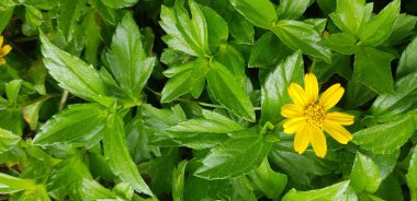 Güzel sarı çiçek Hint Papatyası veya Hint Yazı veya Rudbeckia hirta veya Siyah Gözlü Susan veya Bay Biscayne sürünen öküzü veya Sphagneticola trilobata