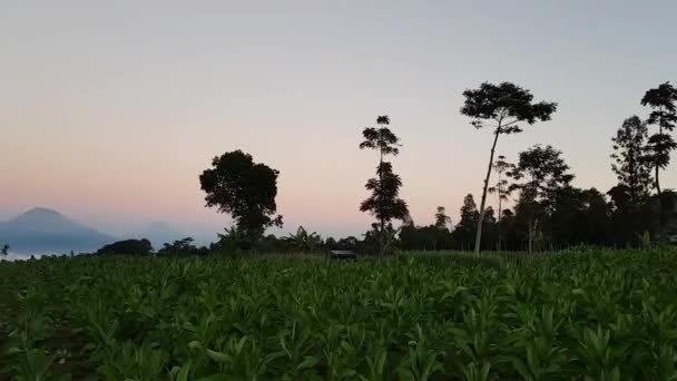 View Majestic Volcano Mount Merapi Mount Merbabu Tropical Landscape Central — Stock Video