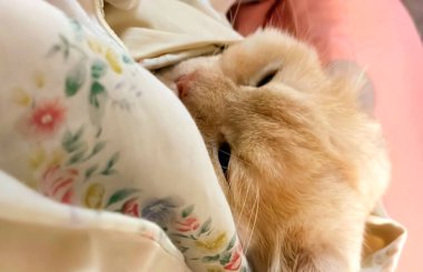 Kamerada poz veren sevimli kedi.