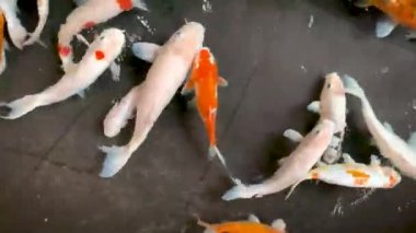 Japon bahçesindeki bir gölde yüzen renkli sazan ya da koi balığı, Asya 'daki Nishikigoi.