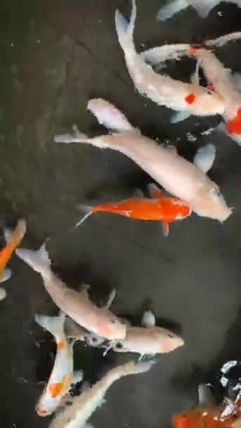 Carpe Colorate Fantasia Pesci Koi Nuotare Uno Stagno Giardino Giapponese — Video Stock