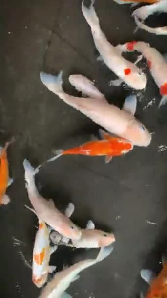 亚洲的尼斯基戈伊 一个日本花园的池塘里游泳着五彩斑斓的鲤鱼或乌贼 — 图库视频影像