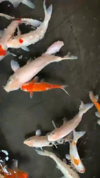 Carpas Chiques Coloridas Peixes Koi Nadando Uma Lagoa Jardim Japonês — Vídeo de Stock