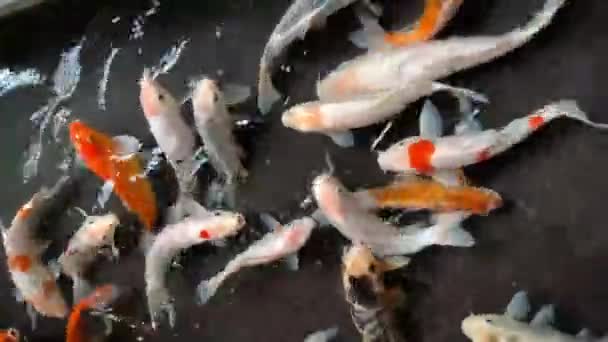 Красочные Модные Карпы Кои Рыбы Плавают Пруду Японском Саду Нисикигой — стоковое видео