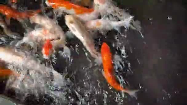 Carpas Chiques Coloridas Peixes Koi Nadando Uma Lagoa Jardim Japonês — Vídeo de Stock