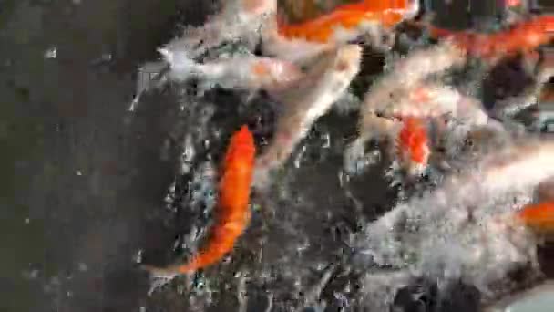 亚洲的尼斯基戈伊 一个日本花园的池塘里游泳着五彩斑斓的鲤鱼或乌贼 — 图库视频影像