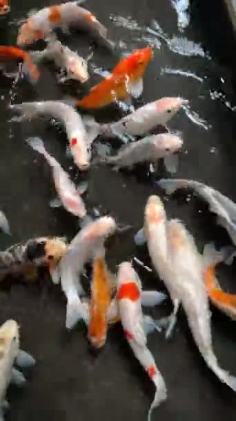 Coloridas Carpas Lujo Peces Koi Nadando Estanque Jardín Japonés Nishikigoi — Vídeos de Stock
