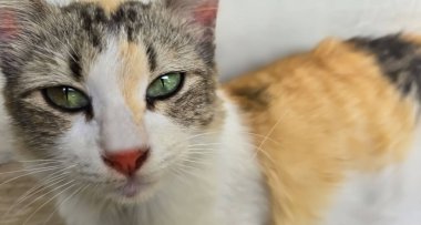 Güzel, sevimli, tüylü bir sokak kedisi, sahipsiz bir sokak kedisi.