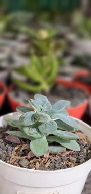 Küçük kapta güzel bir süs bitkisi. Oda dekorasyonu ve iç dekorasyon için küçük saksıda yeşil bitki. içerik arkaplanı için