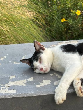 Tüylü tüylü güzel bir sokak kedisi, Asya 'nın sokaklarında başıboş bir kedi, Asya' da sahipsiz bir sürü kedi.