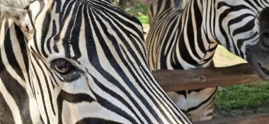 Güzel siyah beyaz çizgili zebra, Equus quagga, Endonezya 'daki amcamızın çiftliğinde, vahşi yaşam Zebra