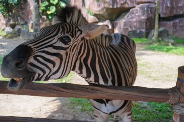 Güzel siyah beyaz çizgili zebra, Equus quagga, Endonezya 'daki amcamızın çiftliğinde, vahşi yaşam Zebra