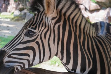 Güzel siyah beyaz çizgili zebra, Equus quagga, Endonezya 'daki amcamızın çiftliğinde, vahşi yaşam Zebra
