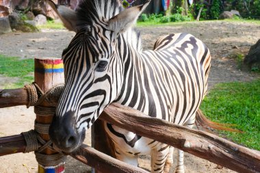 Güzel siyah beyaz çizgili zebra, Equus quagga, Endonezya 'daki amcamızın çiftliğinde, vahşi yaşam Zebra