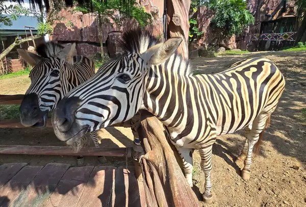 Güzel siyah beyaz çizgili zebra, Equus quagga, Endonezya 'daki amcamızın çiftliğinde, vahşi yaşam Zebra