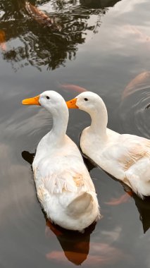 Büyük beyaz ördek Amerika olarak da bilinir Pekin, Pekin Ördeği, Pekin Ördeği, Aylesbury Ördeği, Anas platyrhynchos domesticus gölette yüzer