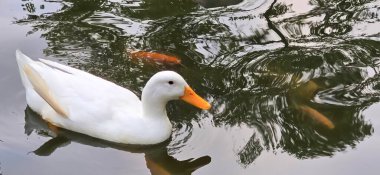 Large white heavy duck also known as America Pekin, Long Island Duck, Pekin Duck, Aylesbury Duck, Anas platyrhynchos domesticus swimming in the pond clipart