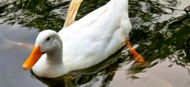 Büyük beyaz ördek Amerika olarak da bilinir Pekin, Pekin Ördeği, Pekin Ördeği, Aylesbury Ördeği, Anas platyrhynchos domesticus gölette yüzer