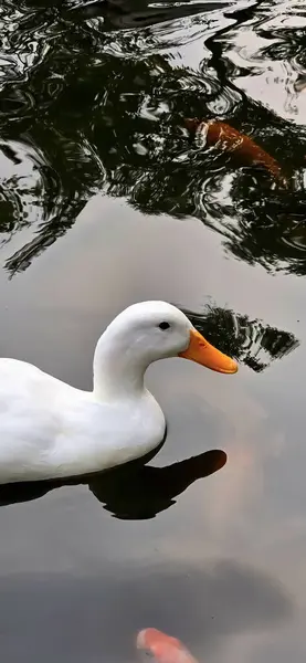 Stock image Large white heavy duck also known as America Pekin, Long Island Duck, Pekin Duck, Aylesbury Duck, Anas platyrhynchos domesticus swimming in the pond