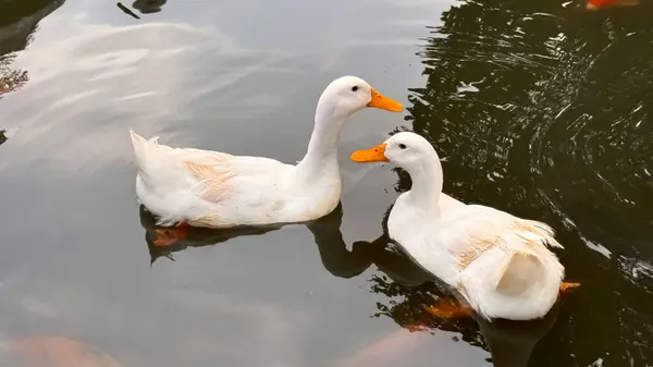 Stock image Large white heavy duck also known as America Pekin, Long Island Duck, Pekin Duck, Aylesbury Duck, Anas platyrhynchos domesticus swimming in the pond