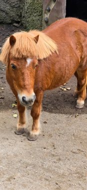 Kahverengi shetland cins midilli atı çiftlikte dikiliyor ve ahırda yakın plan fotoğrafı var.