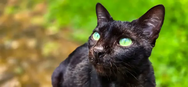 Çimenlerdeki güzel siyah kedi, tüylü bir sokak kedisi, Asyalı bir sokak kedisi multimedya içeriği yaratmak için iyi bir fırsat.