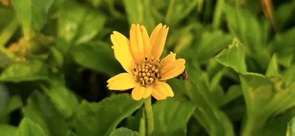 stock image Wedelia or Sphagneticola trilobata belongs to the order Asterales, family Asteraceae. Wedelia is a wild flower plant that lives in tropical climates, usually found in plantation areas and rice fields yellow flower