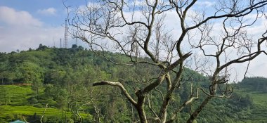 Tepenin tepesindeki güzel manzara, yeşil manzara ve bulutlu mavi gökyüzü Puncak Geçidi 'ndeki konum, bogor, Endonezya duvar kâğıdı ve arkaplan için iyidir.