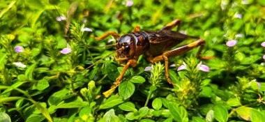 Kahverengi cırcır böceği ya da yeşil bahçedeki Acheta domestica olarak da bilinir. Biyoloji kitabı veya böcek multimedya içeriği yaratımı için iyi bir çim yaprağına tünemiş.