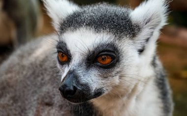 Halka kuyruklu lemur (Lemur catta) Madagaskar 'da hayvan kataloğu ya da içerik oluşturulması için kullanılan Maky, maki ya da hira Tsimanampetsotsa Doğa Rezervi olarak bilinen büyük bir strepsirren primatıdır.