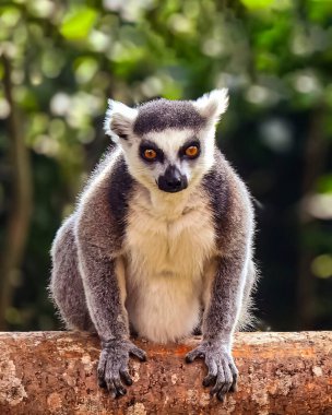 Halka kuyruklu lemur (Lemur catta) Madagaskar 'da hayvan kataloğu ya da içerik oluşturulması için kullanılan Maky, maki ya da hira Tsimanampetsotsa Doğa Rezervi olarak bilinen büyük bir strepsirren primatıdır.