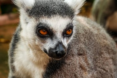 Halka kuyruklu lemur (Lemur catta) Madagaskar 'da hayvan kataloğu ya da içerik oluşturulması için kullanılan Maky, maki ya da hira Tsimanampetsotsa Doğa Rezervi olarak bilinen büyük bir strepsirren primatıdır.
