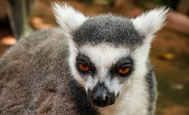 Halka kuyruklu lemur (Lemur catta) Madagaskar 'da hayvan kataloğu ya da içerik oluşturulması için kullanılan Maky, maki ya da hira Tsimanampetsotsa Doğa Rezervi olarak bilinen büyük bir strepsirren primatıdır.