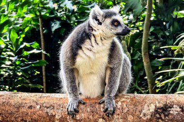Halka kuyruklu lemur (Lemur catta) Madagaskar 'da hayvan kataloğu ya da içerik oluşturulması için kullanılan Maky, maki ya da hira Tsimanampetsotsa Doğa Rezervi olarak bilinen büyük bir strepsirren primatıdır.