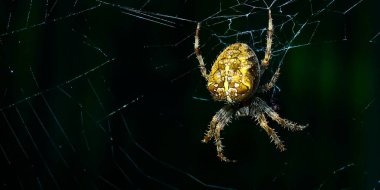 Ürkütücü bir Avrupalı bahçe örümceğinin Macro fotoğrafı ya da avını bekleyen Araneus diadematus. Örümcek biyolojisi ya da zoolojisinin harika yakın çekimi.