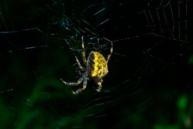 Ürkütücü bir Avrupalı bahçe örümceğinin Macro fotoğrafı ya da avını bekleyen Araneus diadematus. Örümcek biyolojisi ya da zoolojisinin harika yakın çekimi.