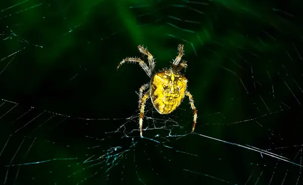 stock image Macro photo of a scary looking European garden spider or Araneus diadematus waiting for prey. Great close up shot of a spider biology or zoology