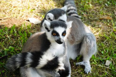 Halka kuyruklu lemur (Lemur catta) Madagaskar 'da hayvan kataloğu ya da içerik oluşturulması için kullanılan Maky, maki ya da hira Tsimanampetsotsa Doğa Rezervi olarak bilinen büyük bir strepsirren primatıdır.