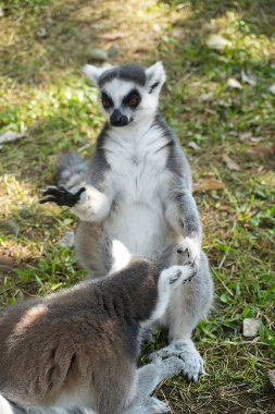 Halka kuyruklu lemur (Lemur catta) Madagaskar 'da hayvan kataloğu ya da içerik oluşturulması için kullanılan Maky, maki ya da hira Tsimanampetsotsa Doğa Rezervi olarak bilinen büyük bir strepsirren primatıdır.