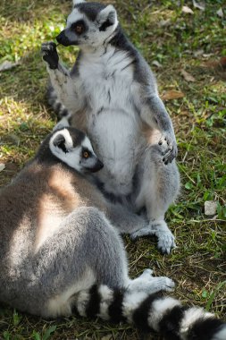 Halka kuyruklu lemur (Lemur catta) Madagaskar 'da hayvan kataloğu ya da içerik oluşturulması için kullanılan Maky, maki ya da hira Tsimanampetsotsa Doğa Rezervi olarak bilinen büyük bir strepsirren primatıdır.