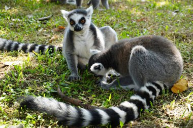 Halka kuyruklu lemur (Lemur catta) Madagaskar 'da hayvan kataloğu ya da içerik oluşturulması için kullanılan Maky, maki ya da hira Tsimanampetsotsa Doğa Rezervi olarak bilinen büyük bir strepsirren primatıdır.