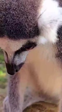 Lemur catta ya da Halka kuyruklu lemur (İngilizce: Lemur catta) Madagaskar 'da hayvan kataloğu veya içerik yaratımı için kullanılan Maky, maki veya hira Tsimanampetsotsa doğa rezervi olarak bilinen büyük bir strepsirrhine primatıdır.