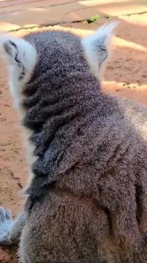 Lemur catta ya da Halka kuyruklu lemur (İngilizce: Lemur catta) Madagaskar 'da hayvan kataloğu veya içerik yaratımı için kullanılan Maky, maki veya hira Tsimanampetsotsa doğa rezervi olarak bilinen büyük bir strepsirrhine primatıdır.