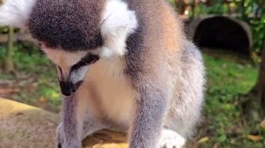 Lemur catta ya da Halka kuyruklu lemur (İngilizce: Lemur catta) Madagaskar 'da hayvan kataloğu veya içerik yaratımı için kullanılan Maky, maki veya hira Tsimanampetsotsa doğa rezervi olarak bilinen büyük bir strepsirrhine primatıdır.