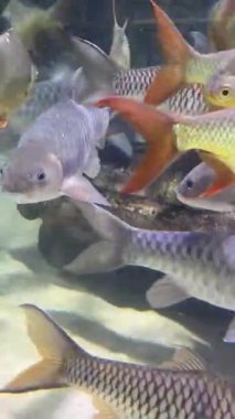 Doğal ortamında yüzen balıklar, çok sağlıklı balıklar multimedya deniz içeriği yaratımı için iyi bir şekilde yaşıyor ve yüzüyorlar.